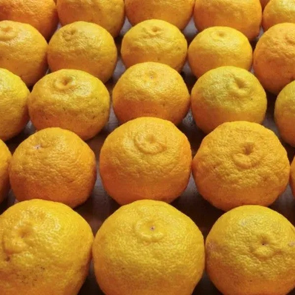 Kito Yuzu Juice 100ml – 100% Fresh Squeezed