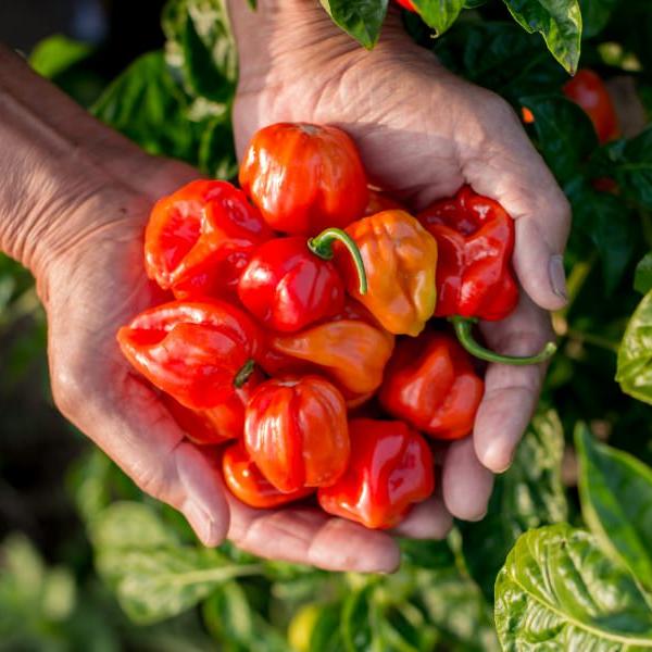 Maiko Han Hii Hii Extra Hot Chili Pepper (Kyoto Chili Powder)
