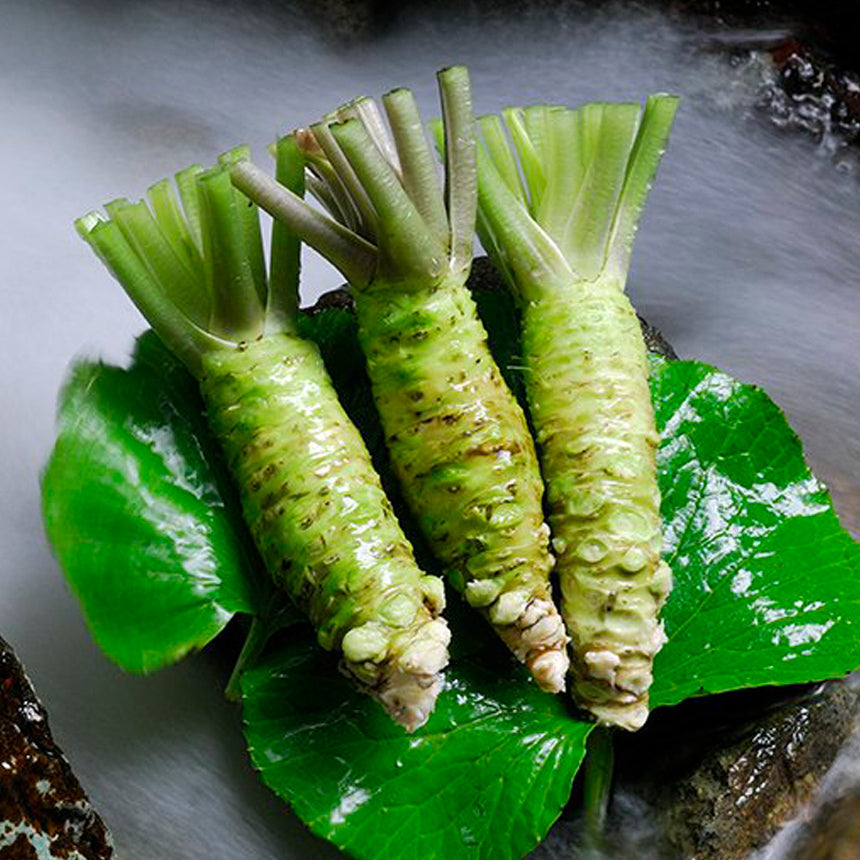 Tamaruya Wasabi Tube – Coarsely Grated